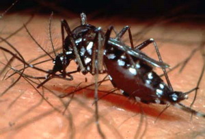 dengue-