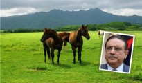 zardari horse