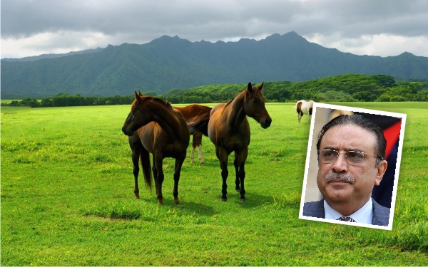 zardari horse